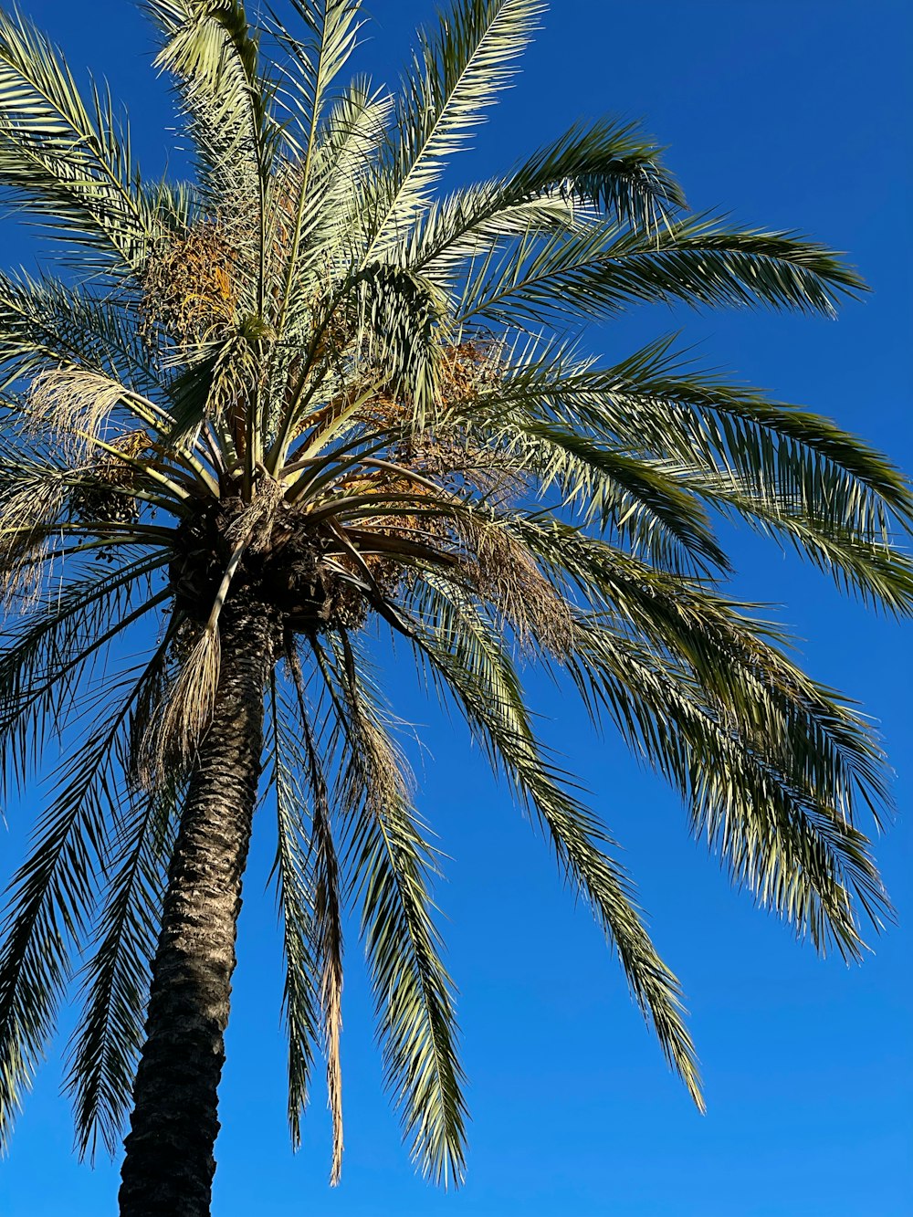 a palm tree with a blue sky in the background