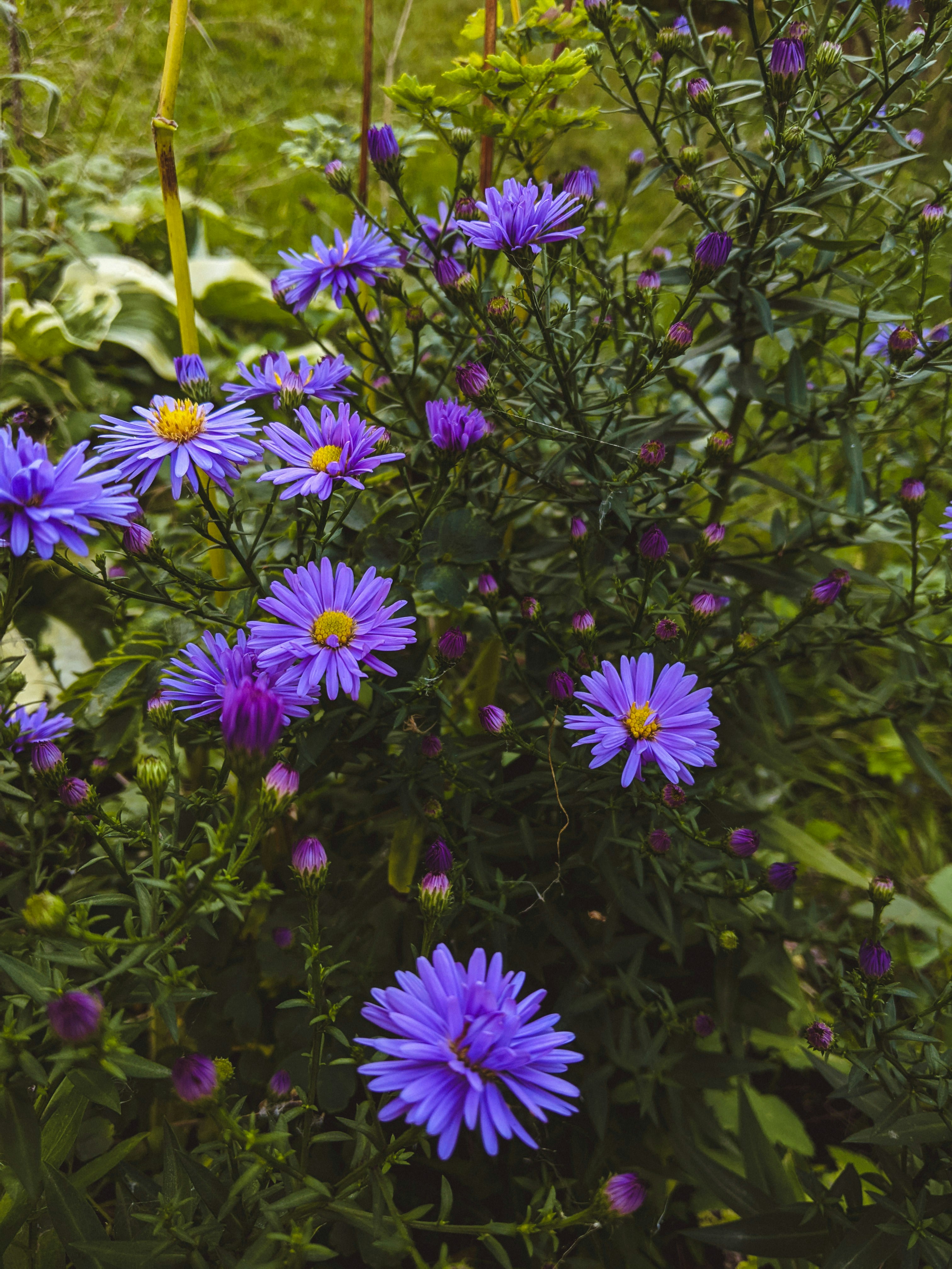 Photo by muchowakoid