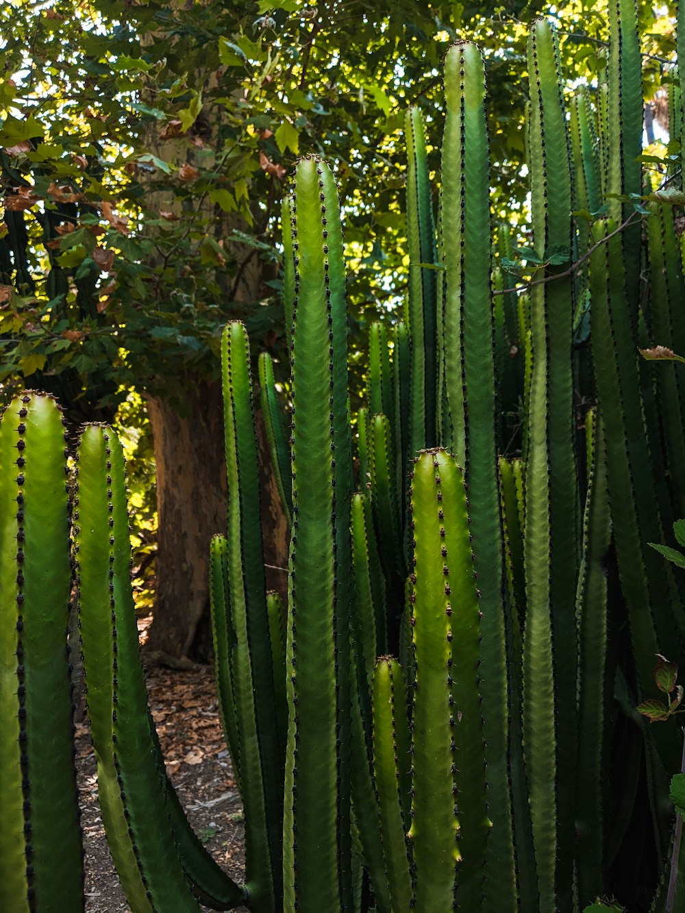 a large group of green cactus plants in a garden