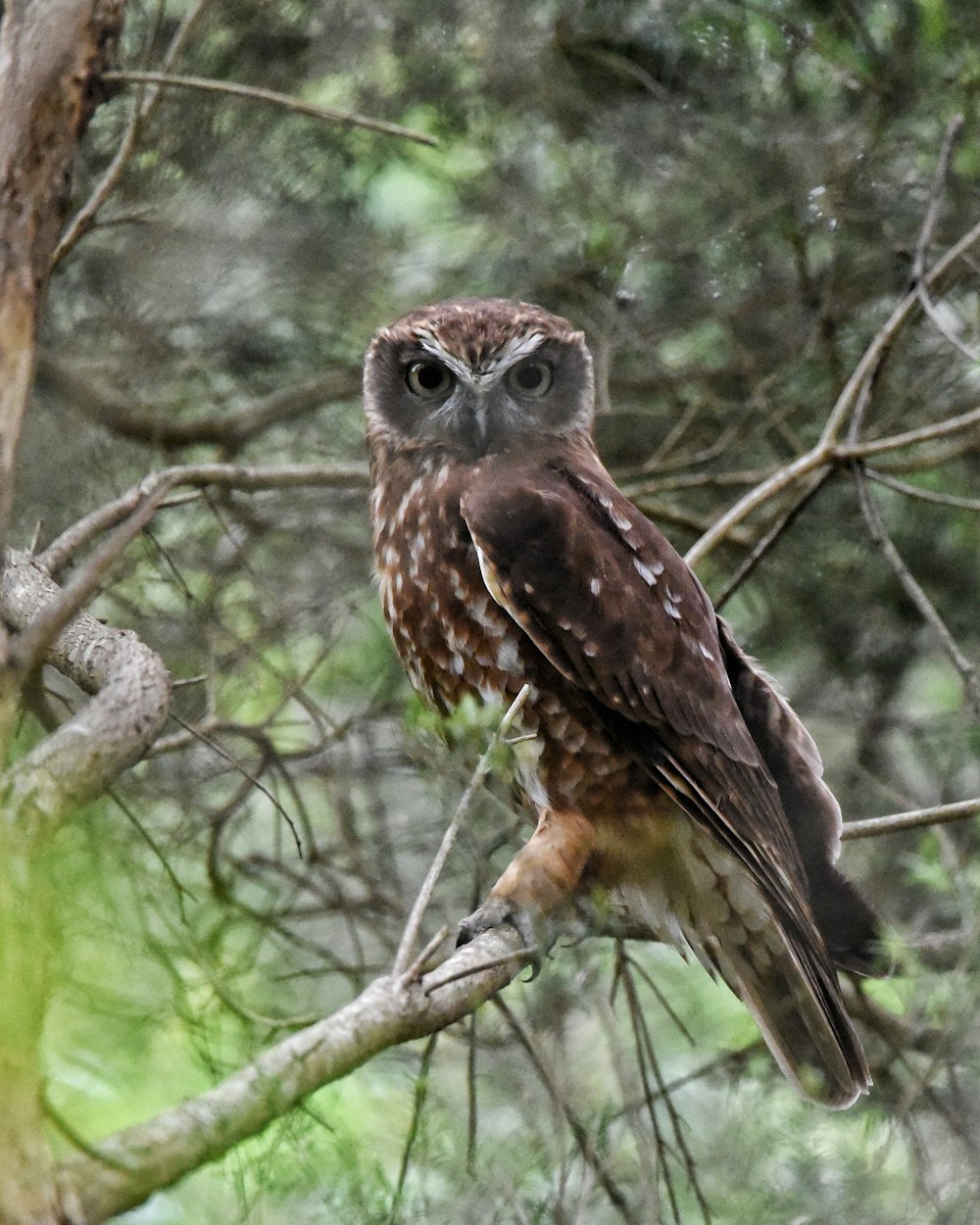 a brown and white owl sitting on top of a tree branch