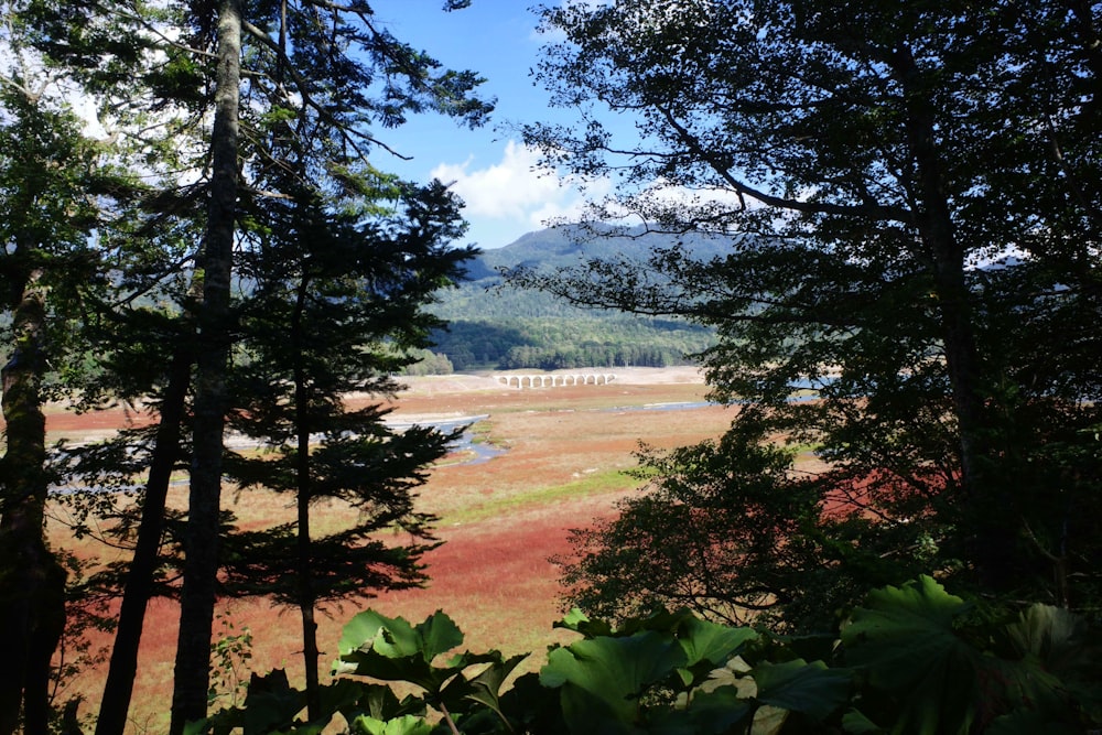 a view of a field through some trees