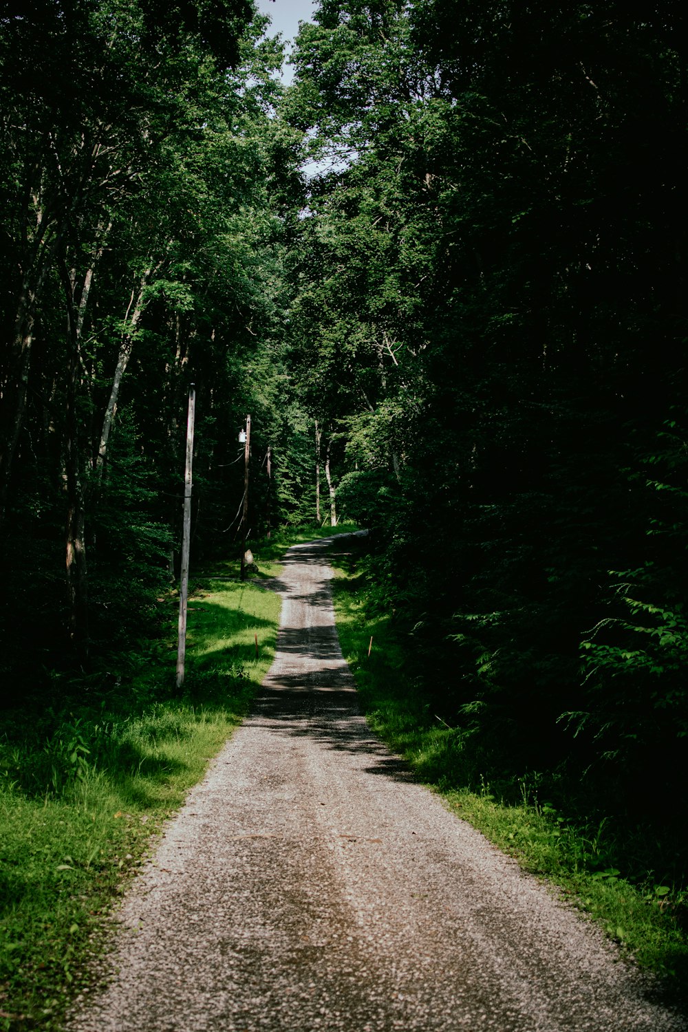 a dirt road in the middle of a forest