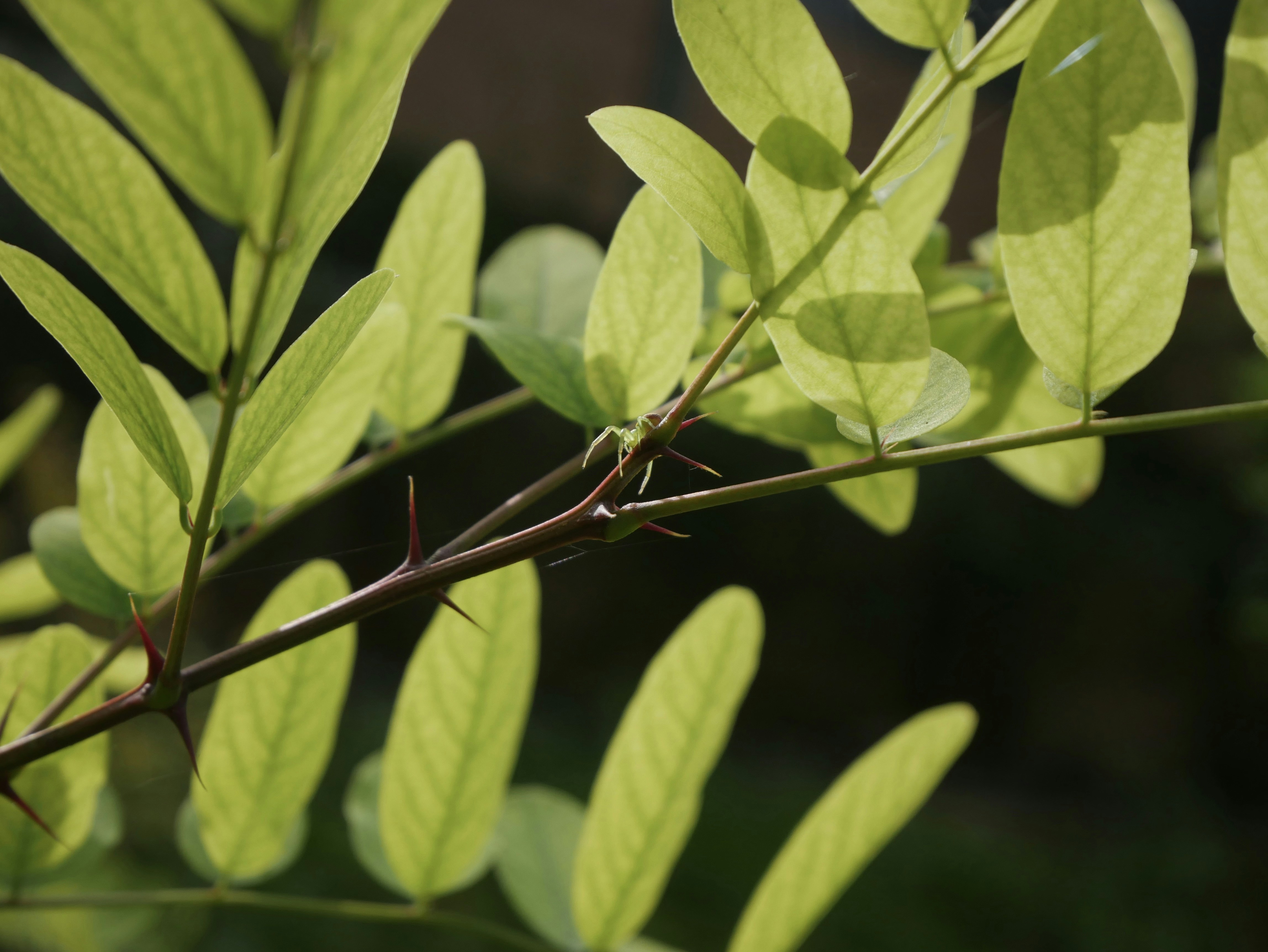 Photo by berciuemanuel