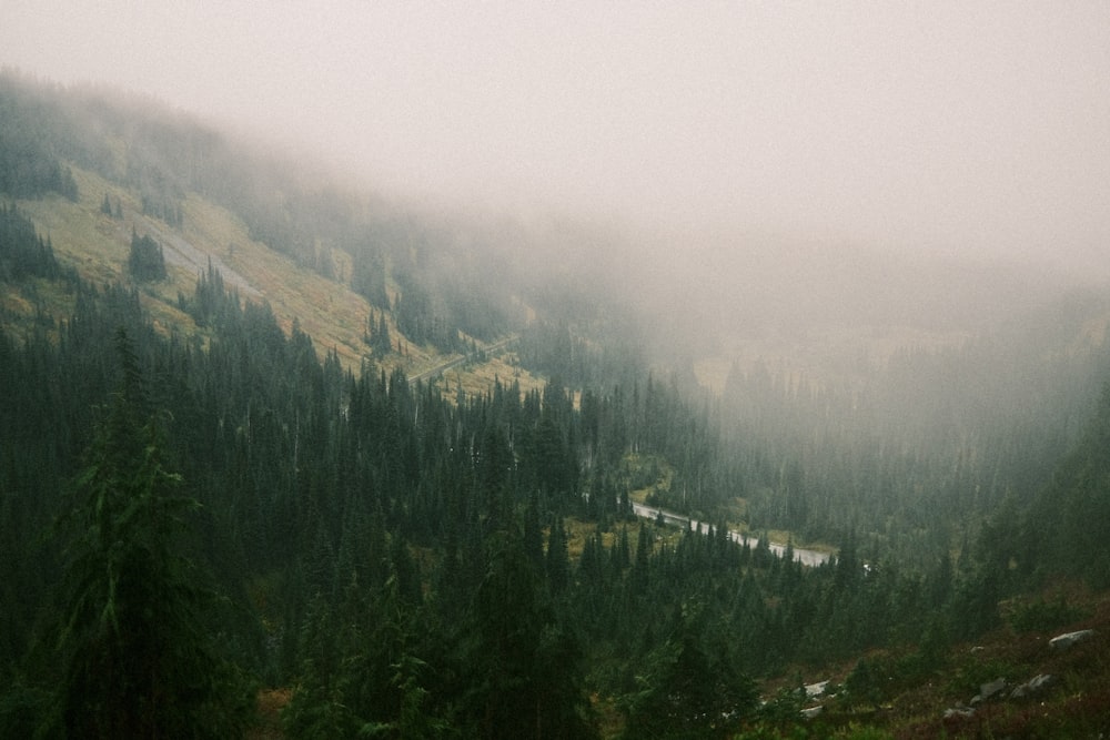 a foggy mountain with trees and a river