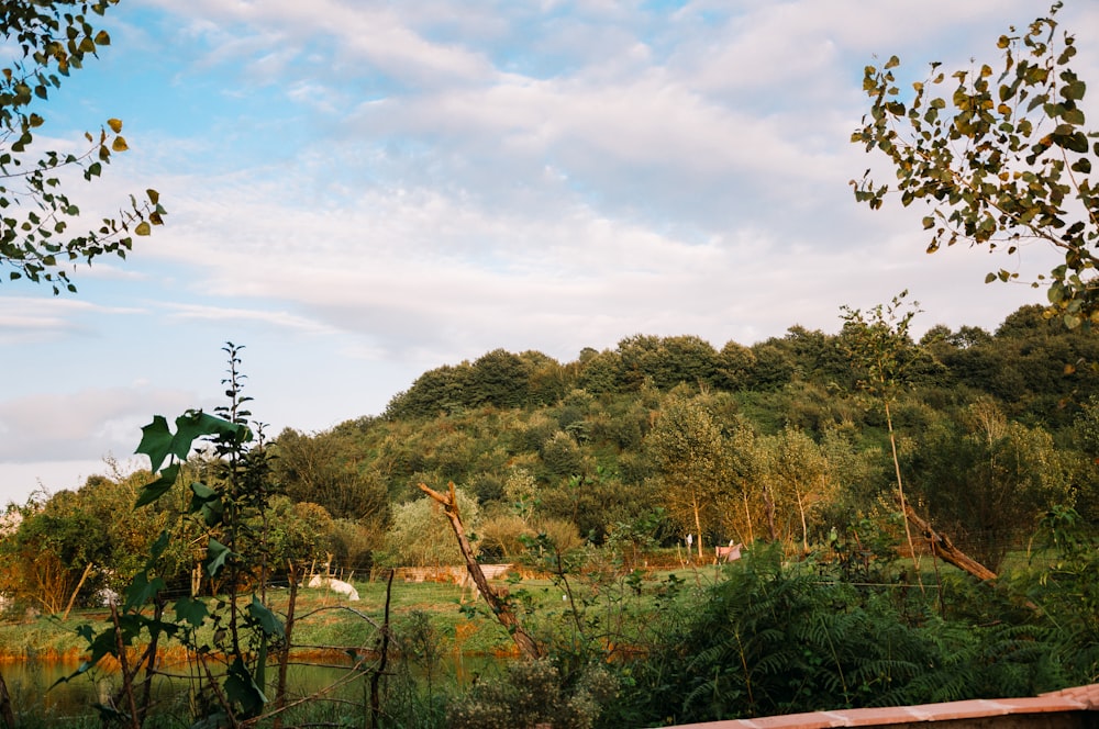 a lush green forest filled with lots of trees