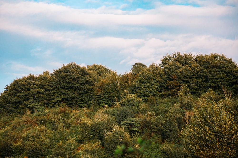 a group of trees sitting on top of a lush green hillside