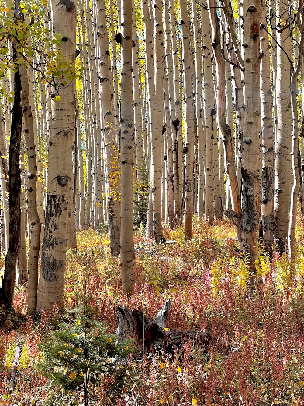 a forest filled with lots of tall white trees