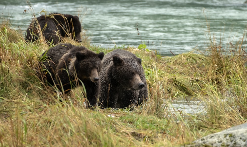 a couple of bears that are standing in the grass