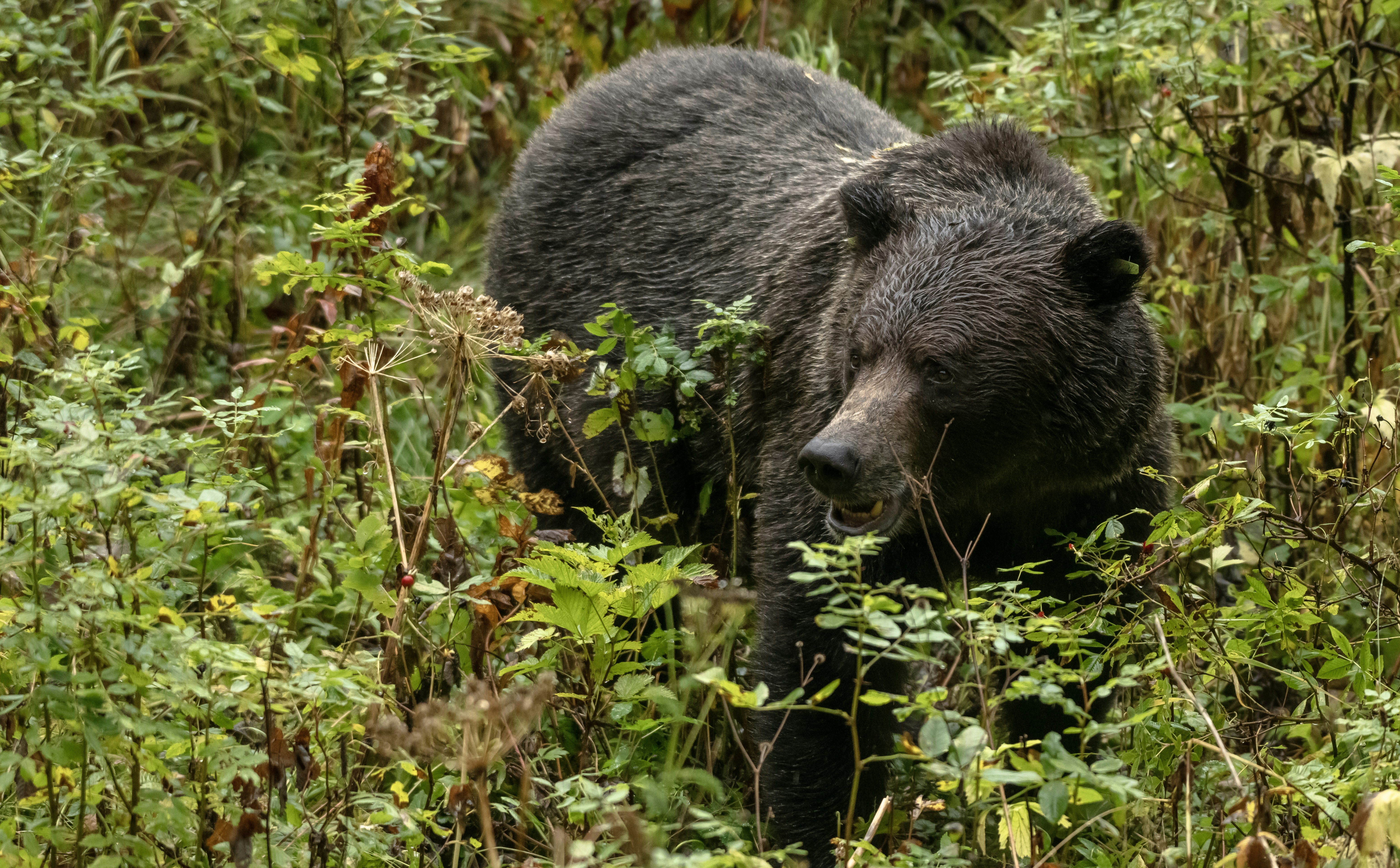 Photo by tornadogreg