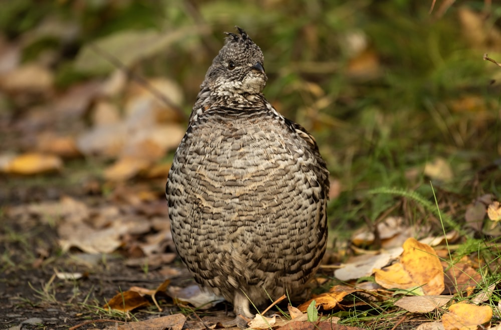 a small bird standing on top of a leaf covered ground