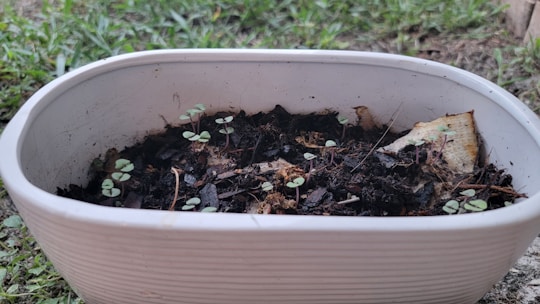 A white rectangular pot contains soil with small green seedlings freshly sprouting. The pot is placed on a grassy surface outdoors, and some dried organic matter is visible on the soil.
