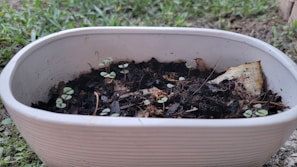 A white rectangular pot contains soil with small green seedlings freshly sprouting. The pot is placed on a grassy surface outdoors, and some dried organic matter is visible on the soil.