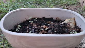 A white rectangular pot contains soil with small green seedlings freshly sprouting. The pot is placed on a grassy surface outdoors, and some dried organic matter is visible on the soil.