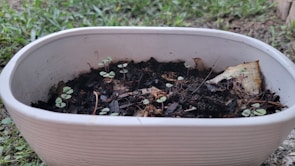A white rectangular pot contains soil with small green seedlings freshly sprouting. The pot is placed on a grassy surface outdoors, and some dried organic matter is visible on the soil.
