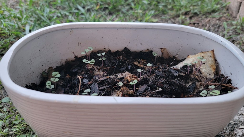Compact Plant Mister