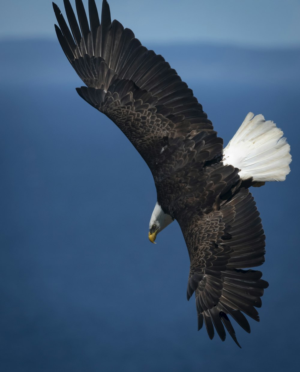 a bald eagle flying over the ocean on a sunny day