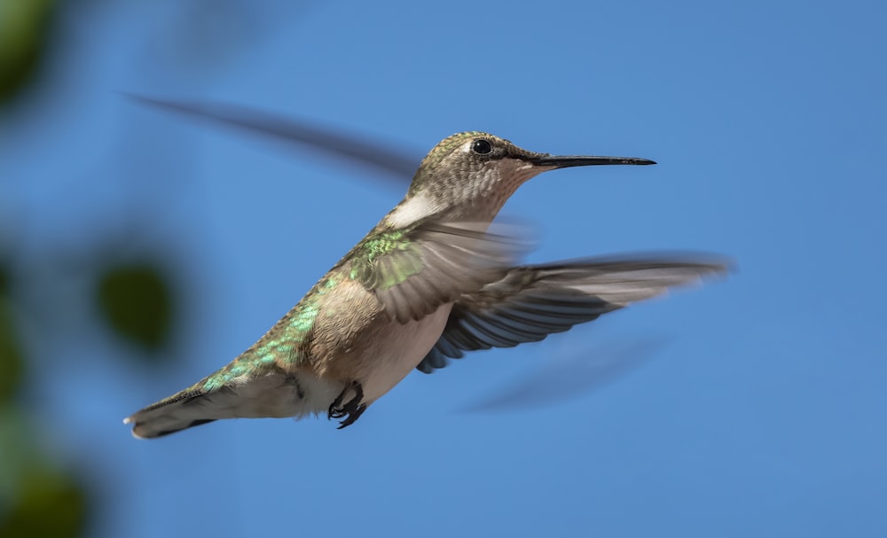 a hummingbird flying through the air with its wings spread