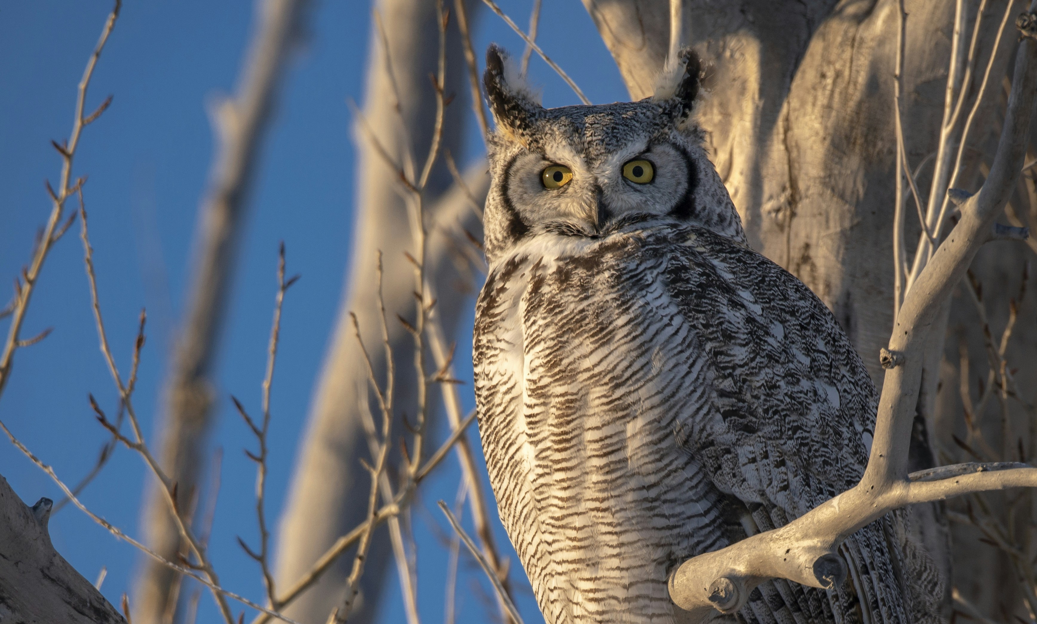 Photo by tornadogreg