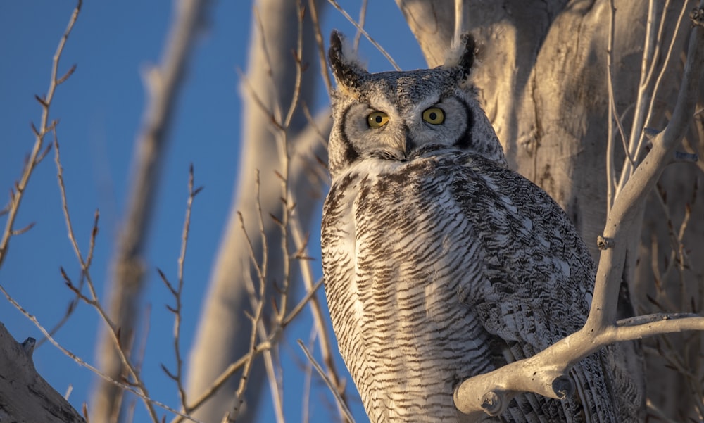 an owl is perched on a tree branch