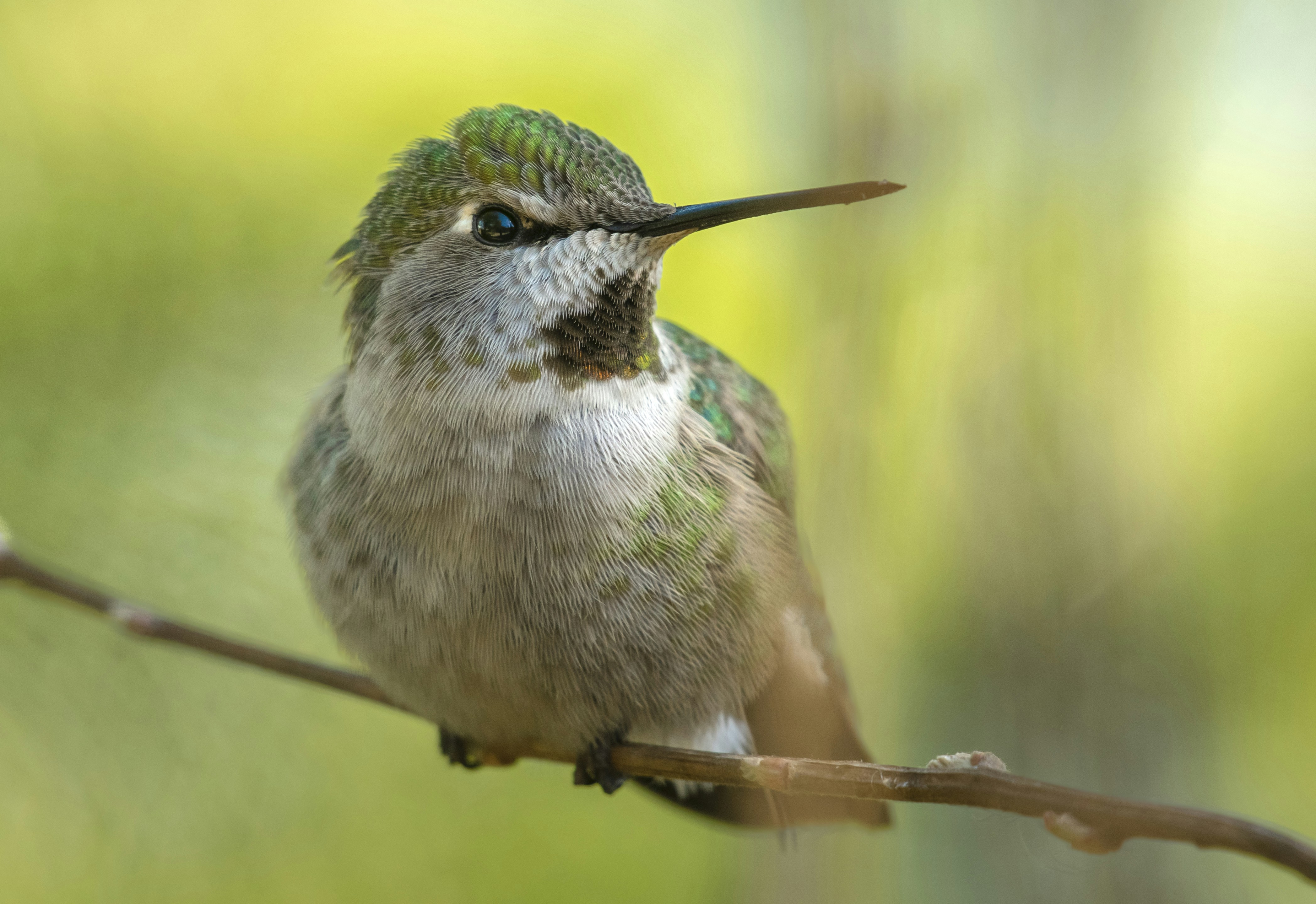 Photo by tornadogreg