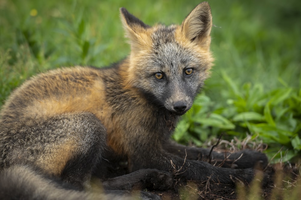 a close up of a fox laying in the grass