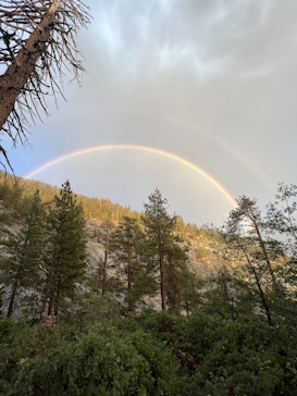 A vibrant rainbow arches over a forested hillside. Tall evergreen trees stand against the backdrop of a cloudy sky, creating a serene and natural setting. The sunlight illuminates parts of the trees and the rainbow, enhancing the vivid colors.