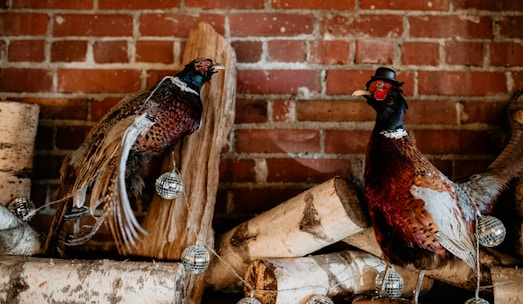 Two pheasants pose against a rustic brick wall. One wears a small black hat, perched on logs adorned with small disco balls.