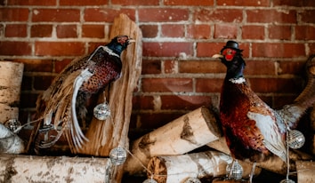 Two pheasants pose against a rustic brick wall. One wears a small black hat, perched on logs adorned with small disco balls.
