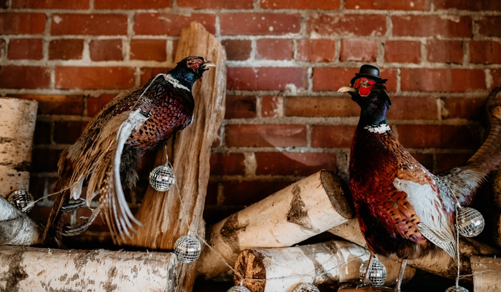 two pheasants sitting on top of logs in front of a brick wall