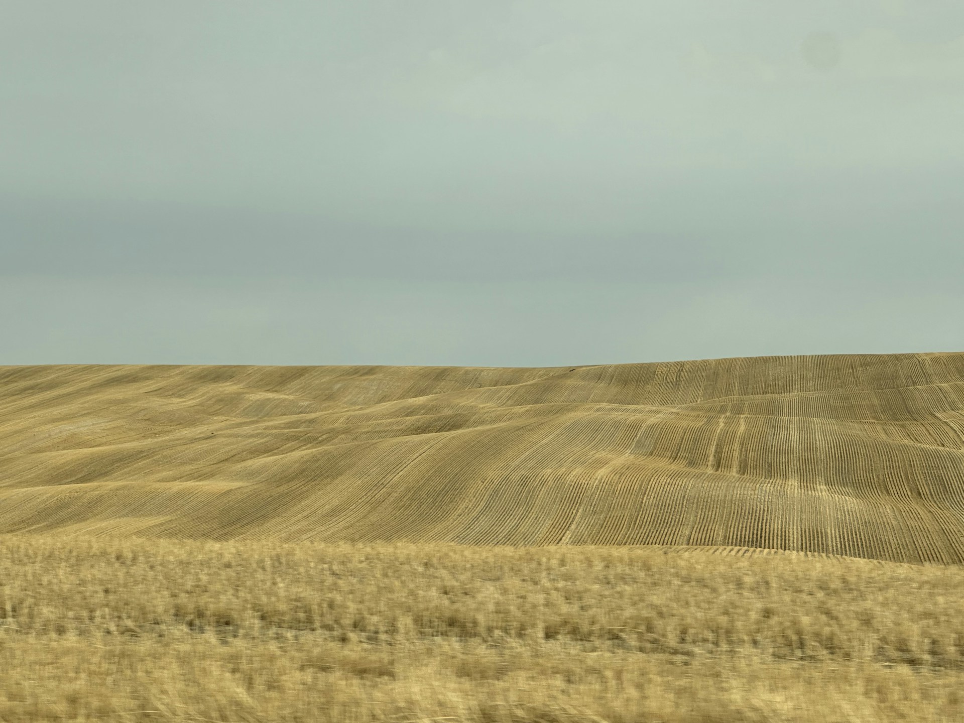a field of wheat with a lone tree in the distance