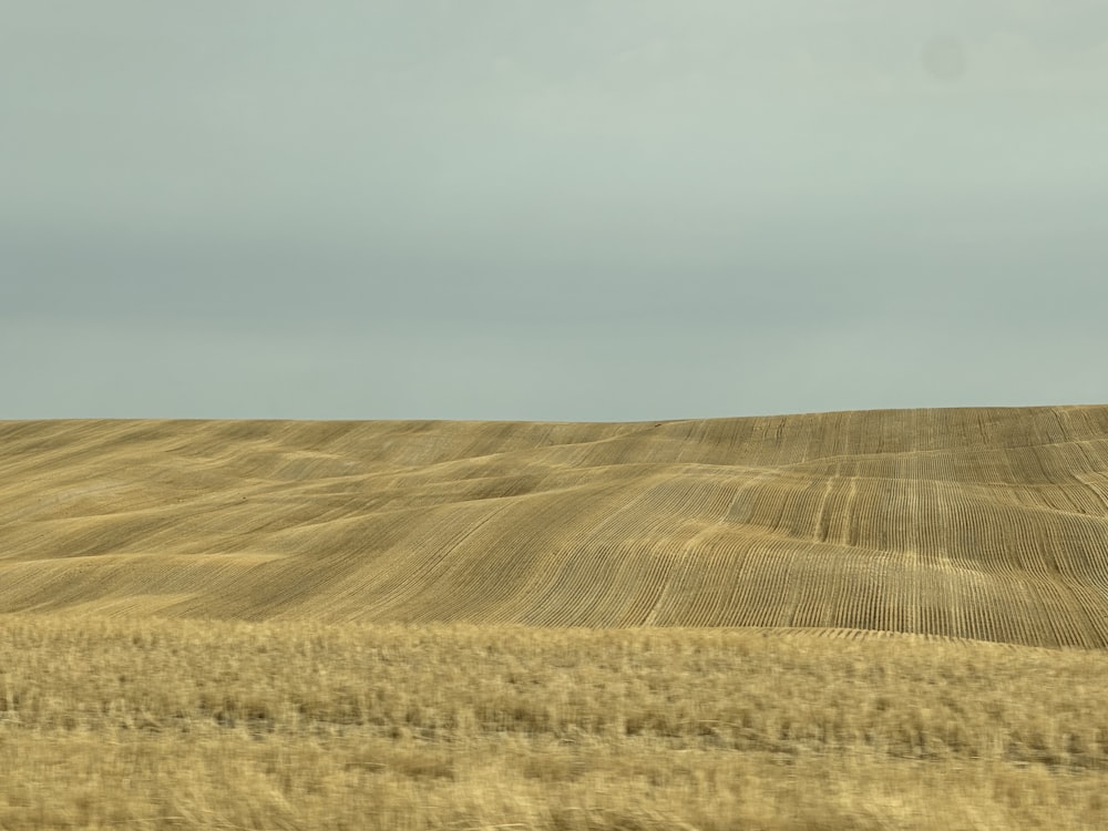 a field of wheat with a lone tree in the distance