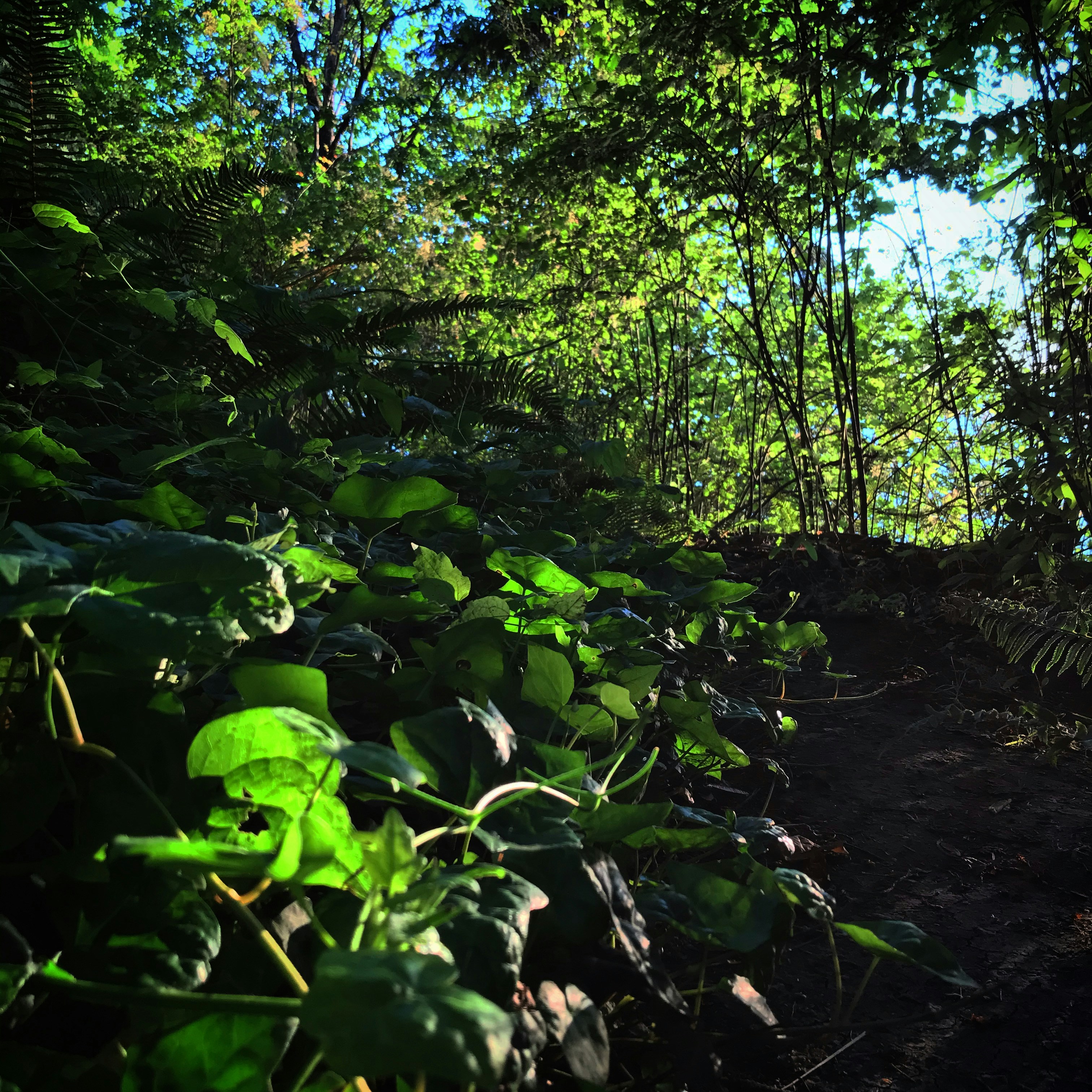Lush green nature landscape with sunlight through forest