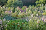 A lush garden filled with diverse native plants.