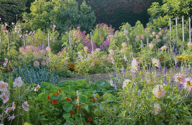 A lush garden filled with diverse native plants.