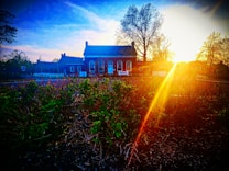 A quaint brick building with large arched windows sits against a backdrop of a vibrant sunset. The sun casts a warm glow and creates a striking lens flare across the image. In the foreground, green shrubs are visible, with bare branches and a dark mulch covering the ground. Tall trees without leaves frame the setting.