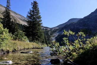 a stream running through a forest filled with trees