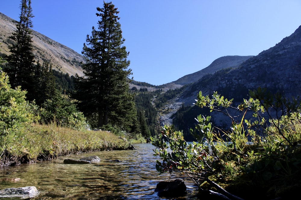 a stream running through a forest filled with trees