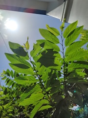 Leaf sensor capturing nutrient levels on a bright sunny day