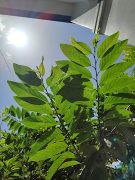 Leaf sensor capturing nutrient levels on a bright sunny day