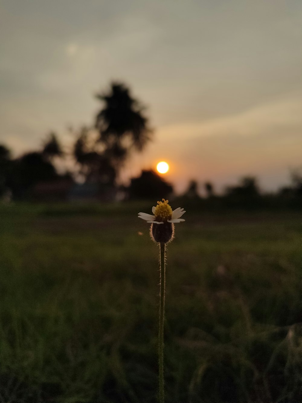 a single flower in a field with the sun in the background