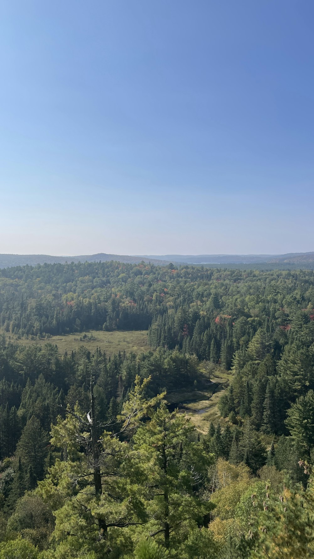 a view of a forest from a high point of view