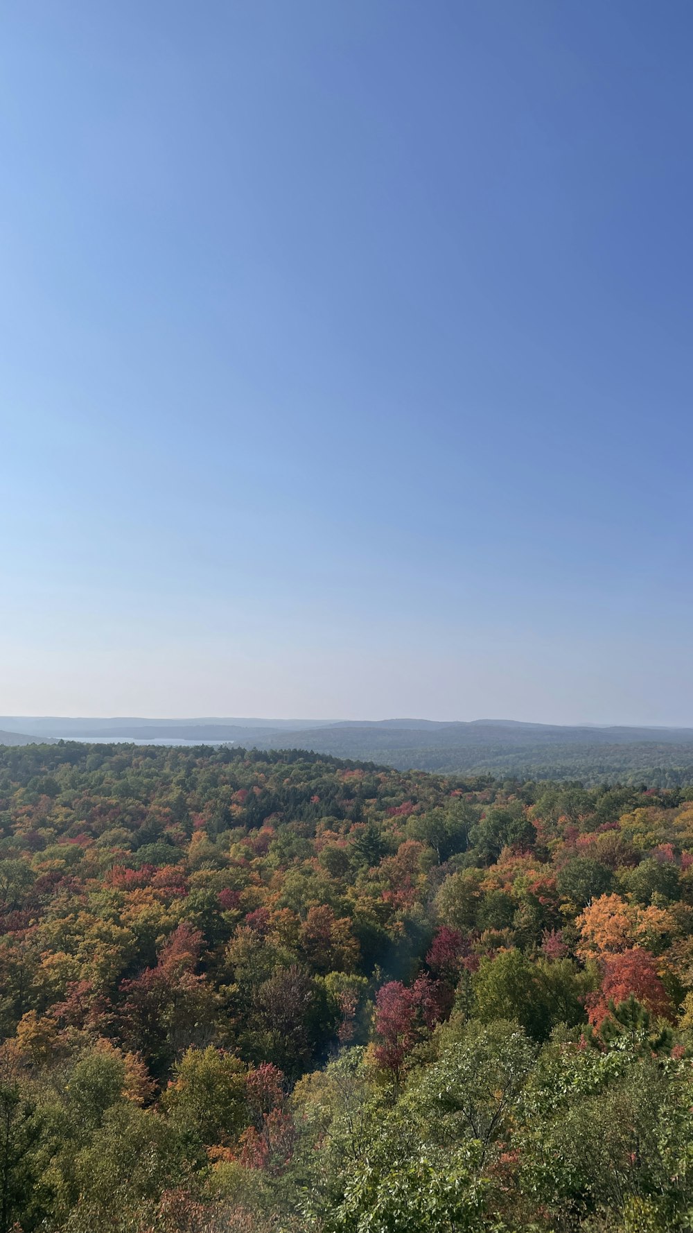 a view of a forest with lots of trees