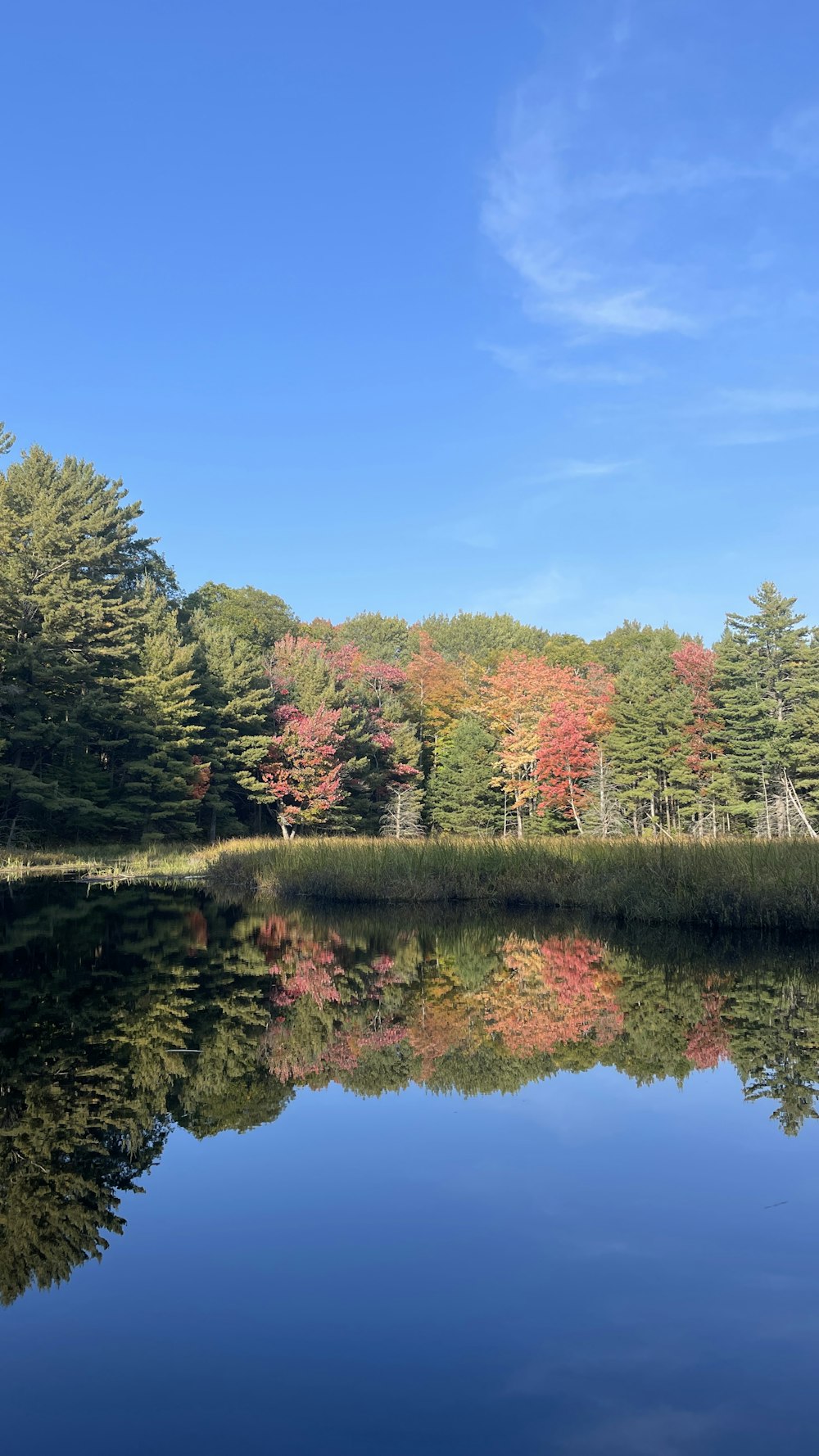 a body of water surrounded by lots of trees