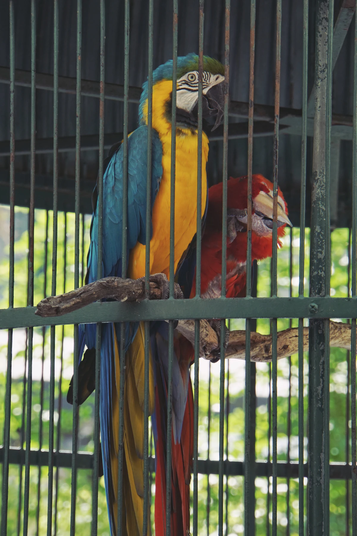 How to Find the Recommended Cage Size for Your Bird