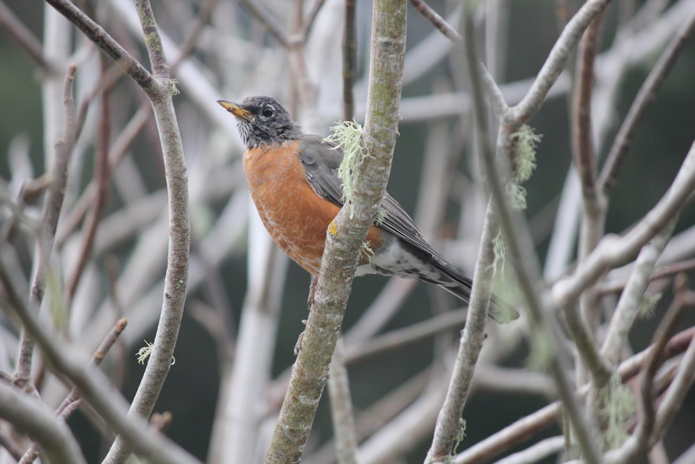 a small bird perched on a tree branch