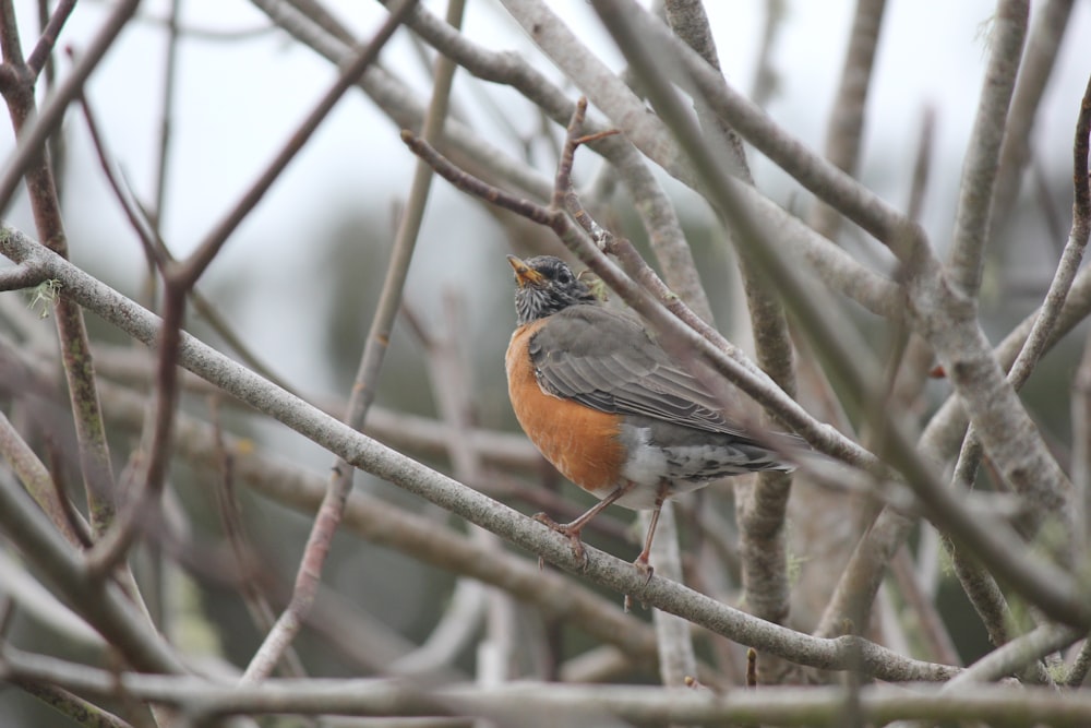 a small bird sitting on a branch of a tree