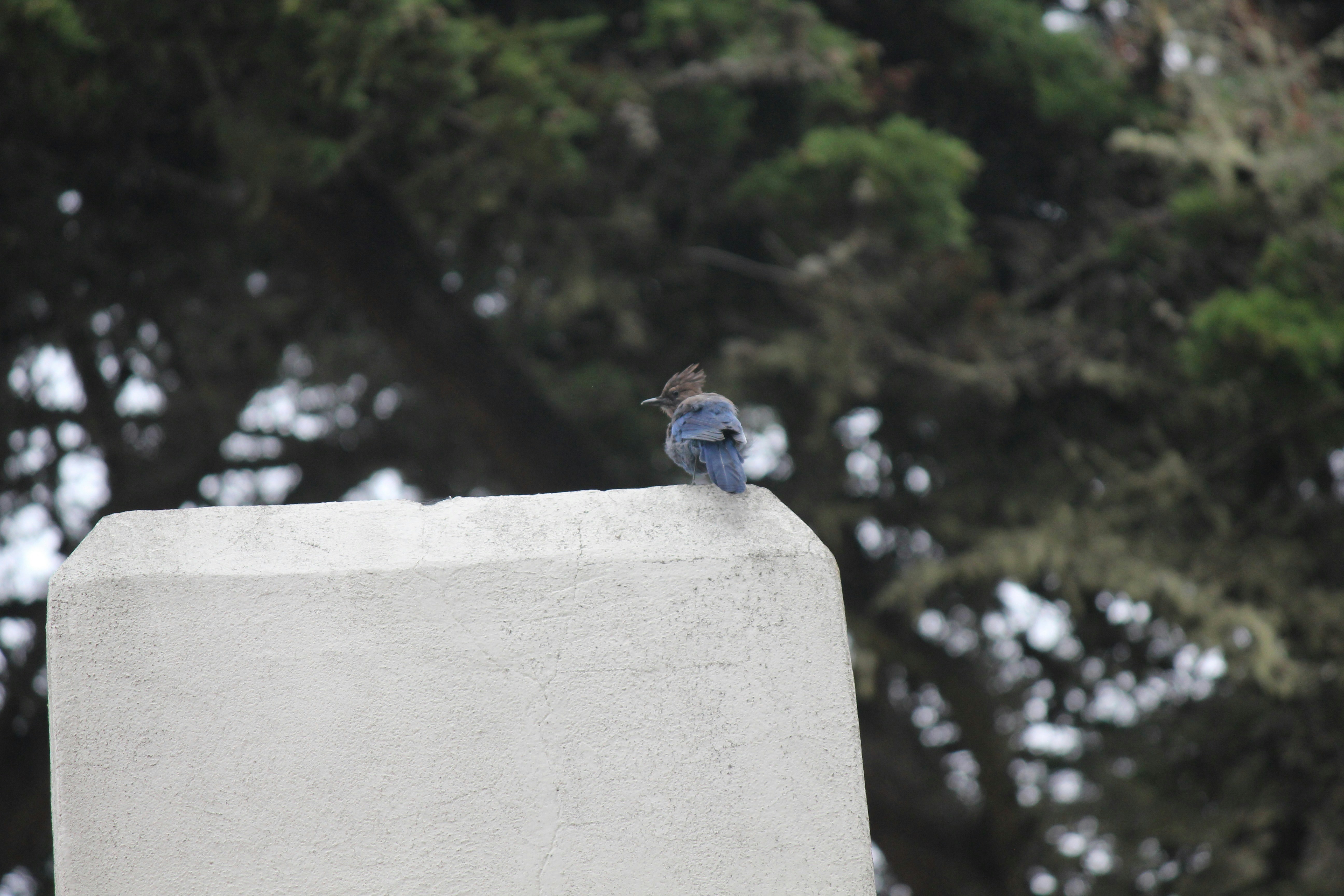 un petit oiseau assis sur un bloc de ciment