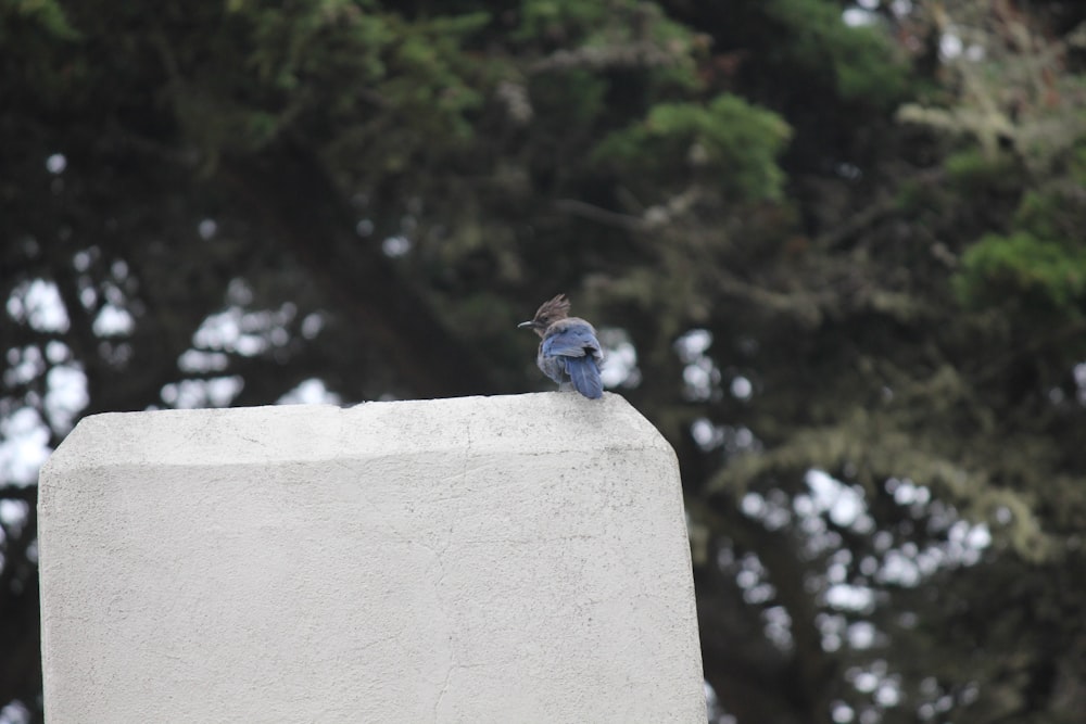 a small bird sitting on top of a cement block