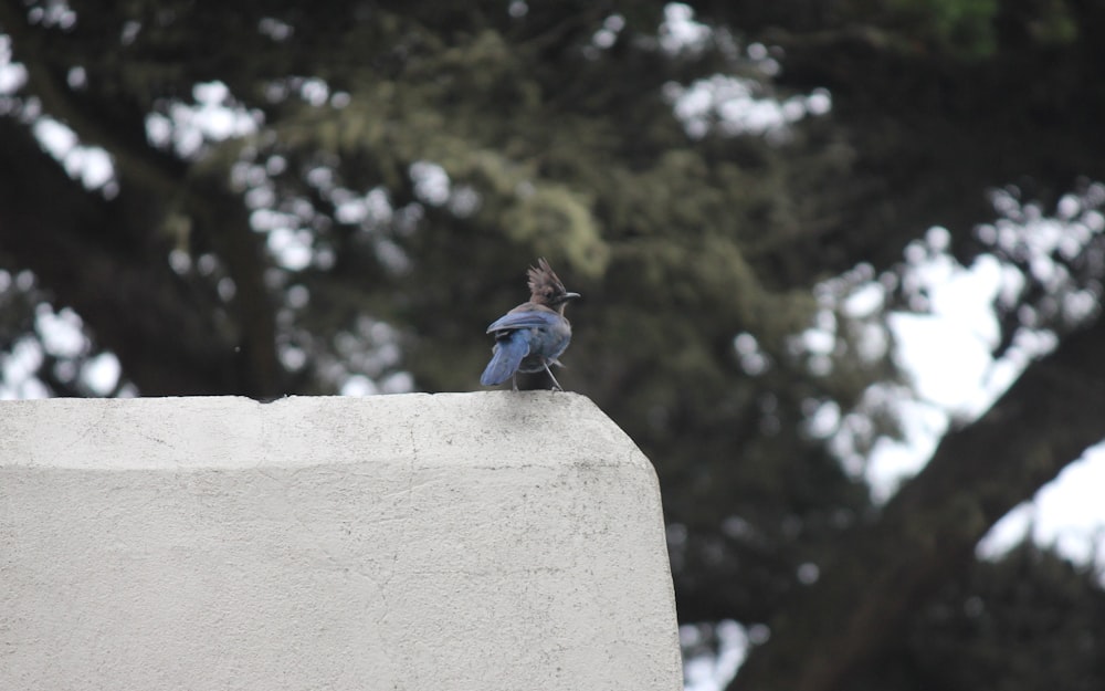 a small bird sitting on top of a cement wall