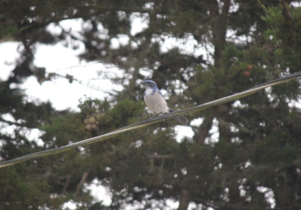 a blue and white bird sitting on a power line